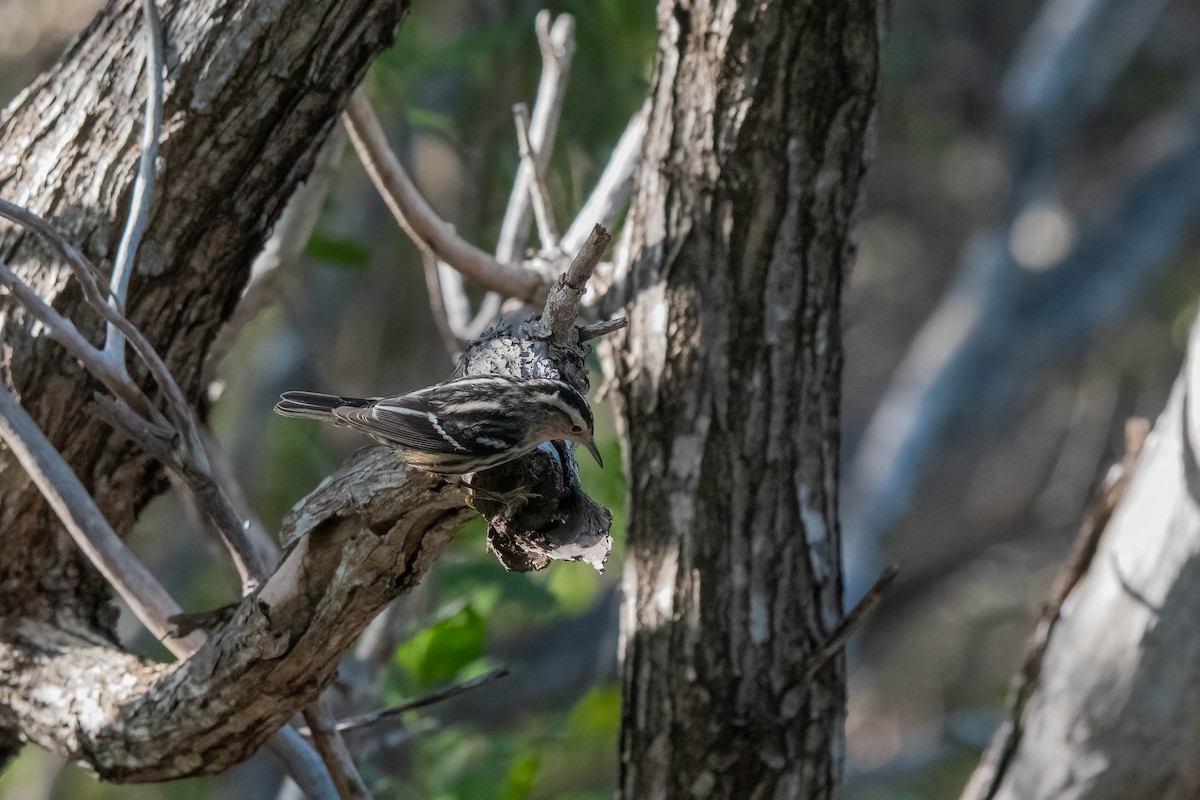 Black-and-white Warbler - ML610605598