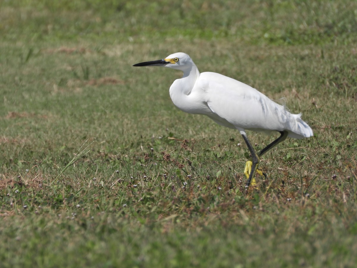 Snowy Egret - ML610605617