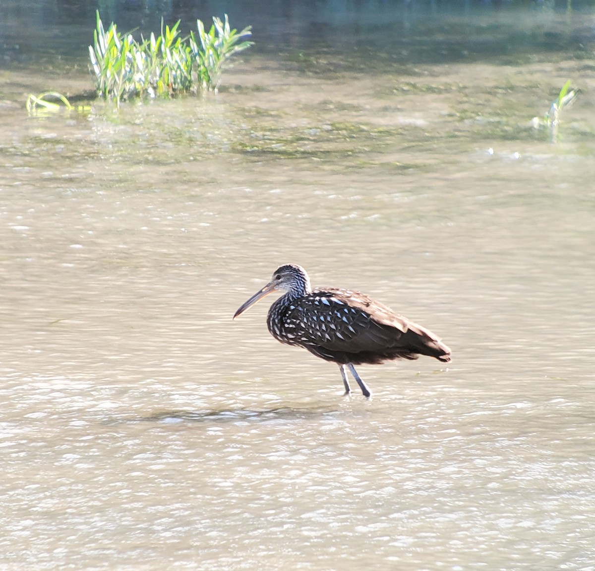 Limpkin - ML610605702