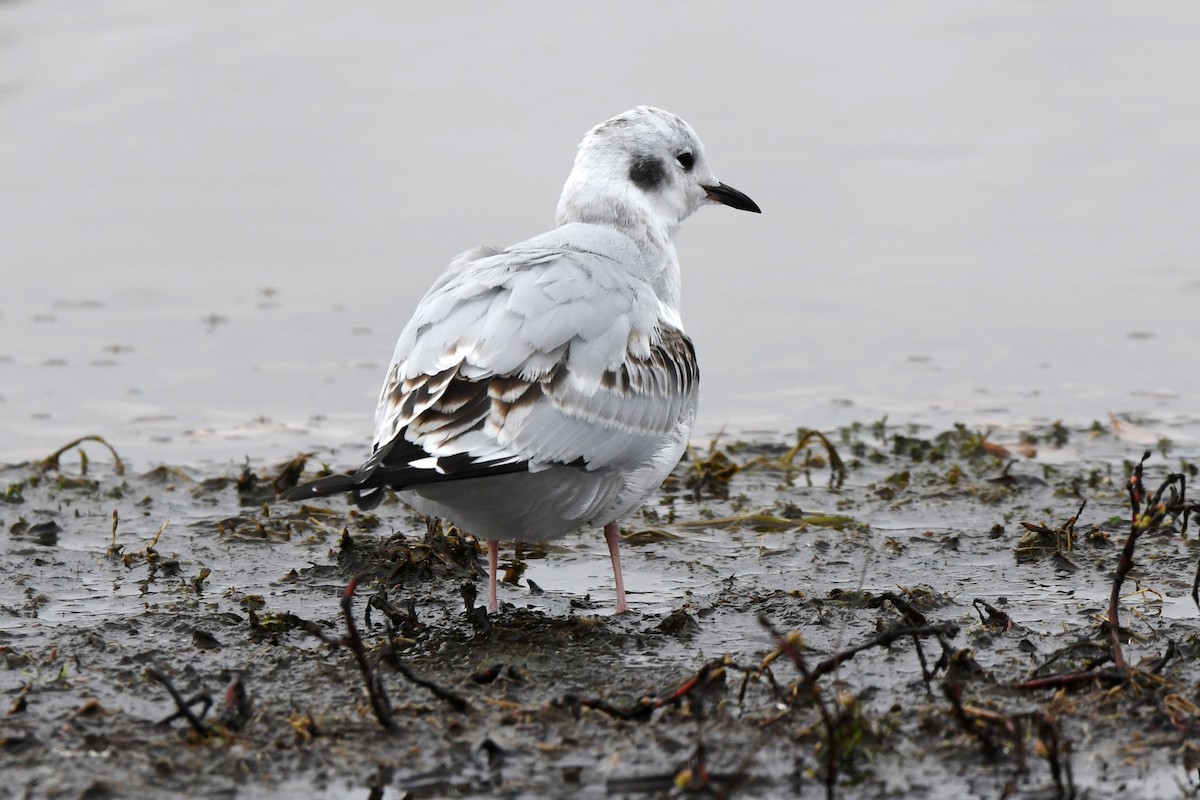 Bonaparte's Gull - ML610605713