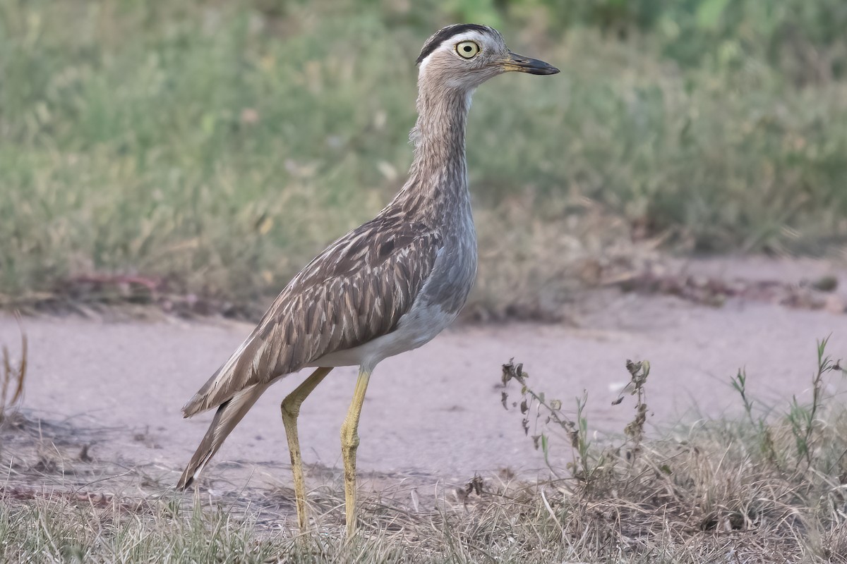 Double-striped Thick-knee - ML610605777