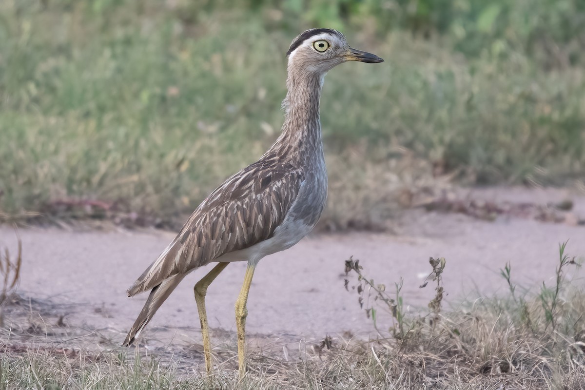Double-striped Thick-knee - ML610605779