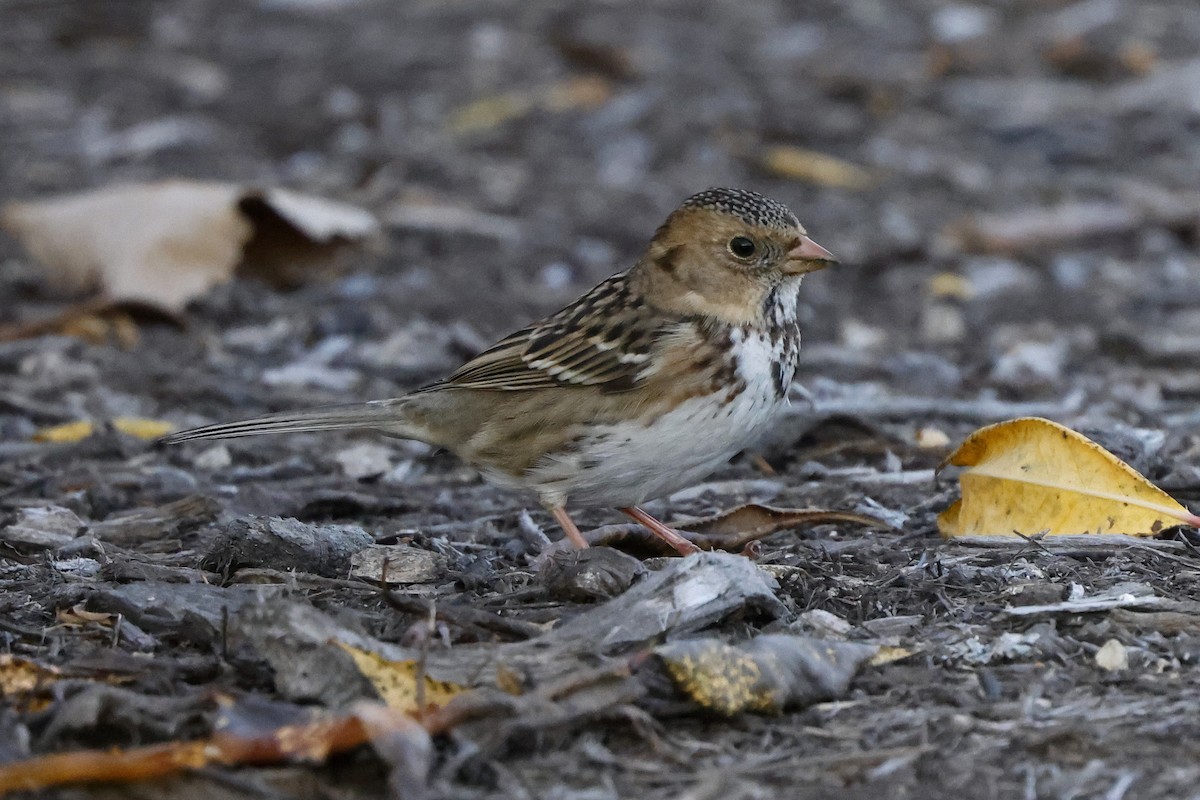 Harris's Sparrow - ML610605789