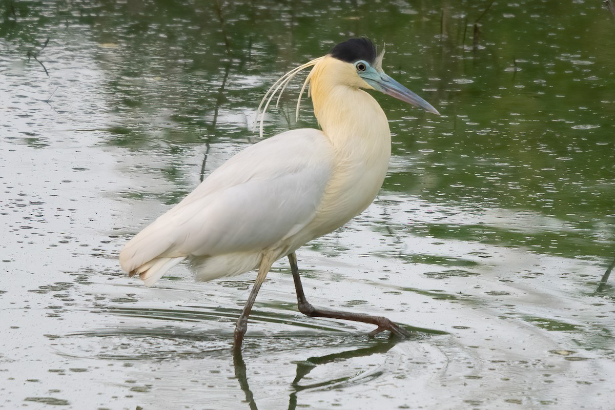 Capped Heron - Allen Chartier