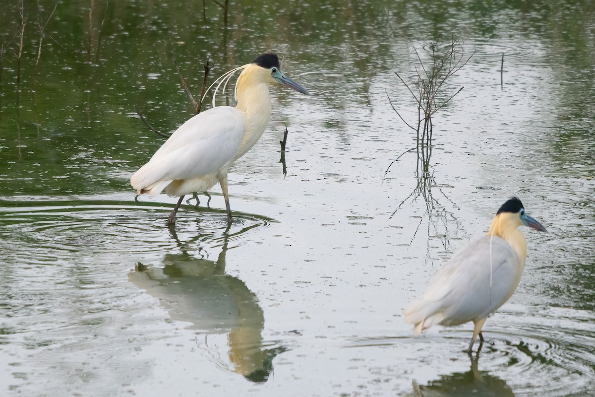 Capped Heron - ML610605794