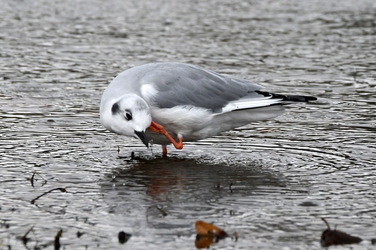 Bonaparte's Gull - ML610605809