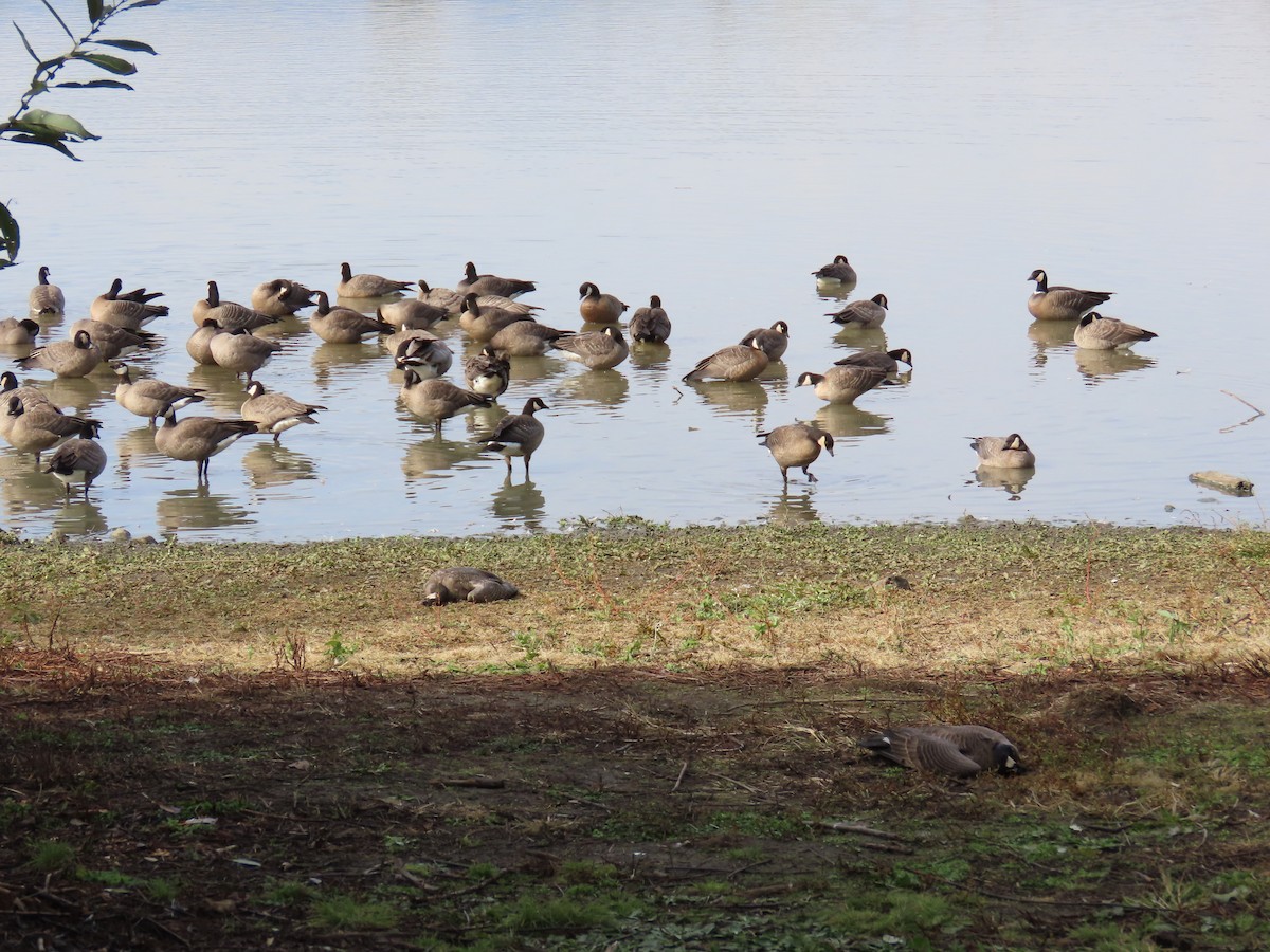 Cackling Goose - Jenny Jones