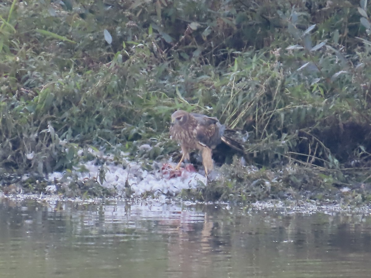 Northern Harrier - ML610605868