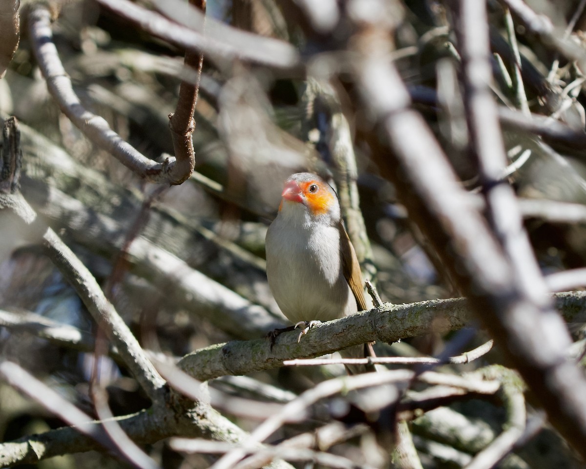 Orange-cheeked Waxbill - ML610605883