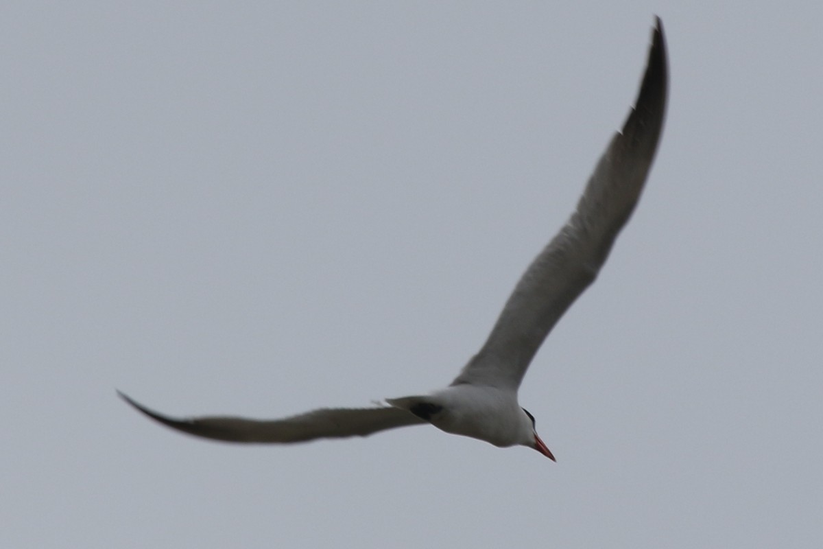 Caspian Tern - ML610605914