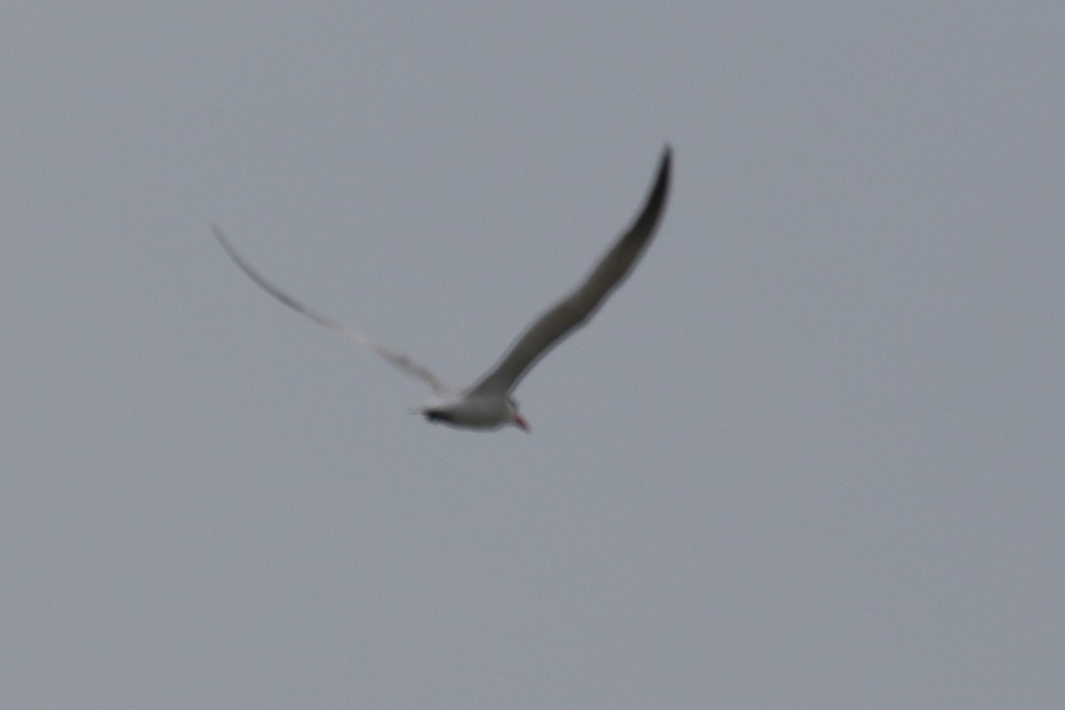 Caspian Tern - ML610605915