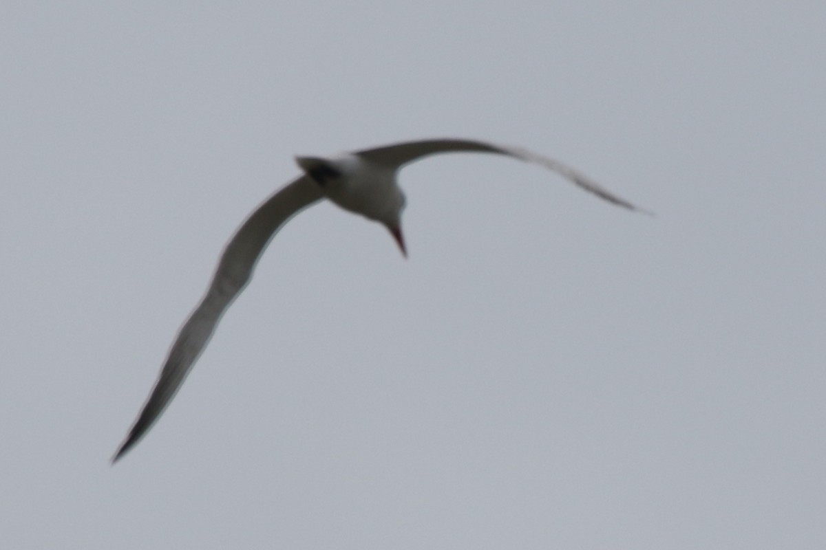 Caspian Tern - ML610605916