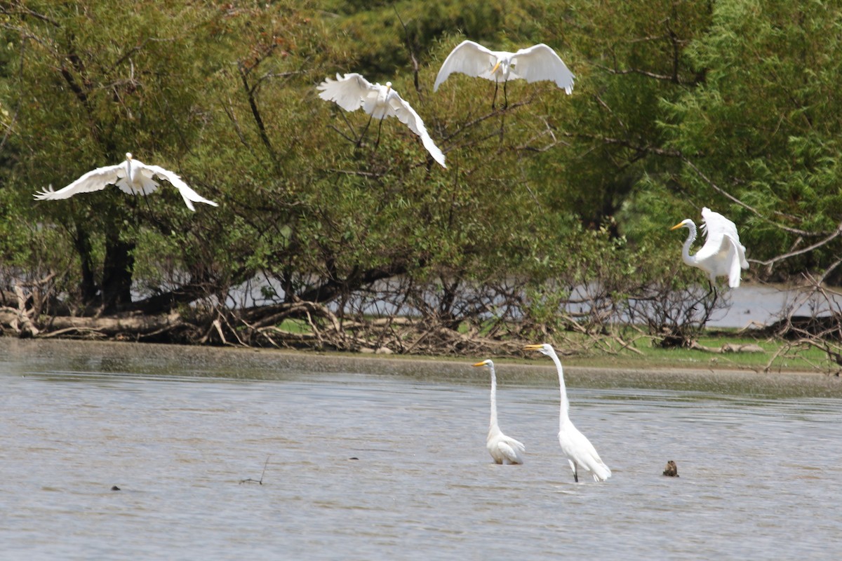 Great Egret - ML610605936