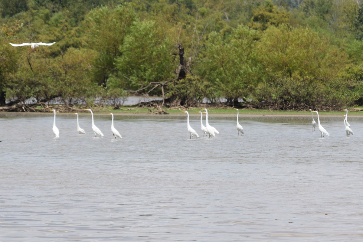 Great Egret - ML610605937