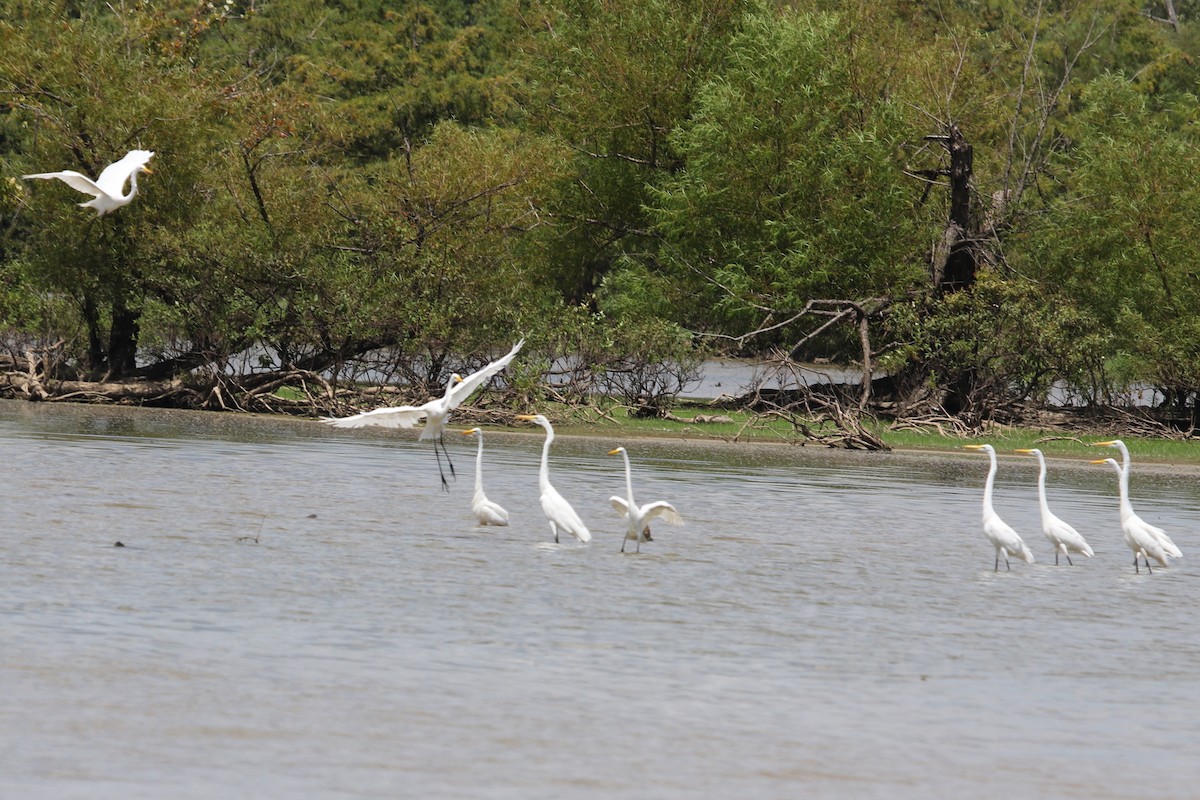 Great Egret - ML610605938