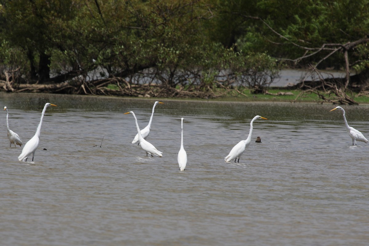 Great Egret - ML610605939