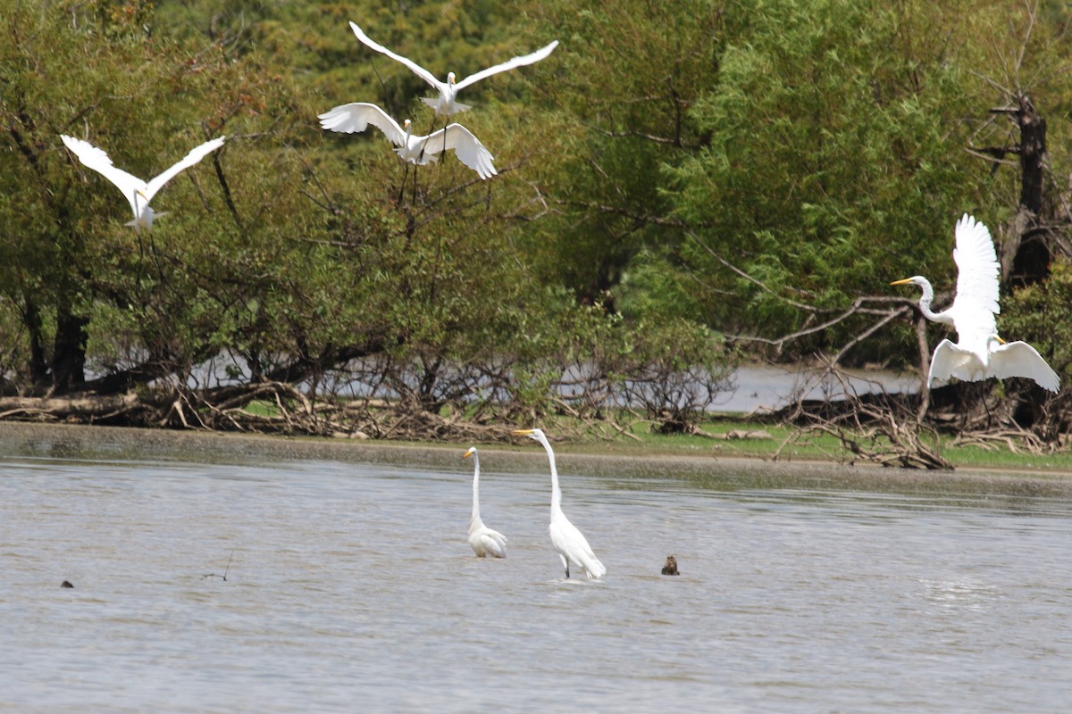 Great Egret - ML610605940