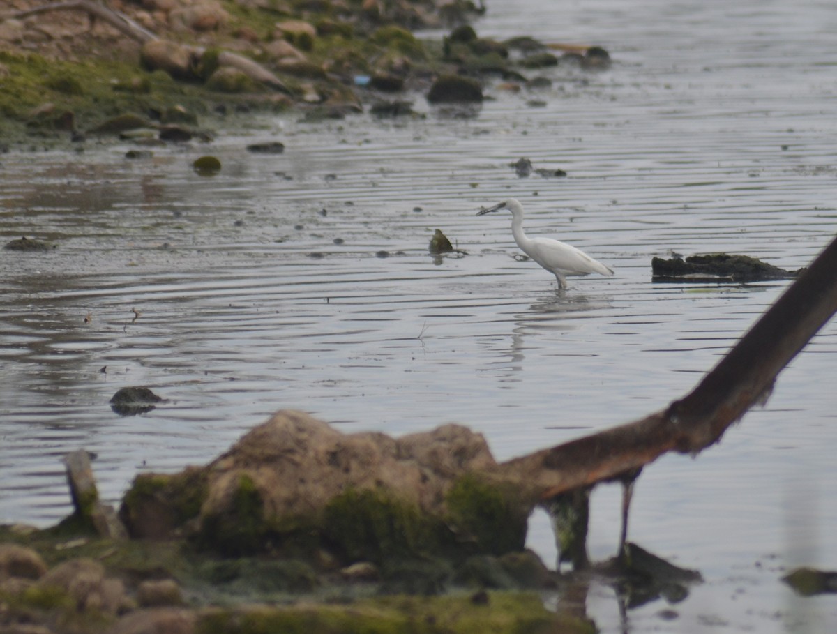 Little Blue Heron - ML610605970