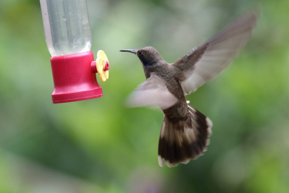 Brown Violetear - ML610605974