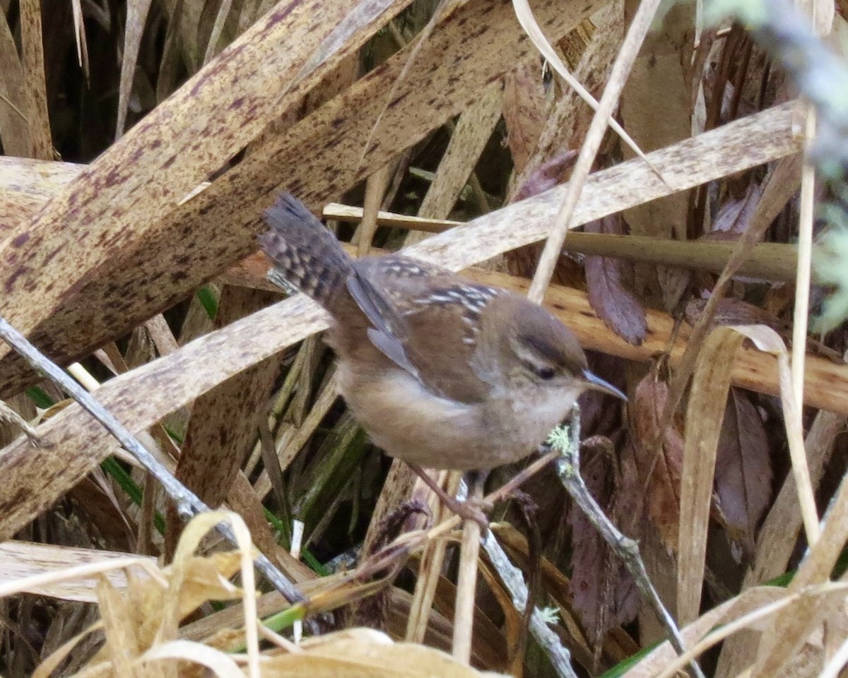 Marsh Wren - ML610606024