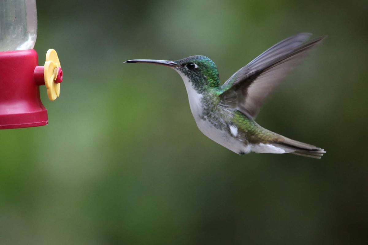 Andean Emerald - ML610606058