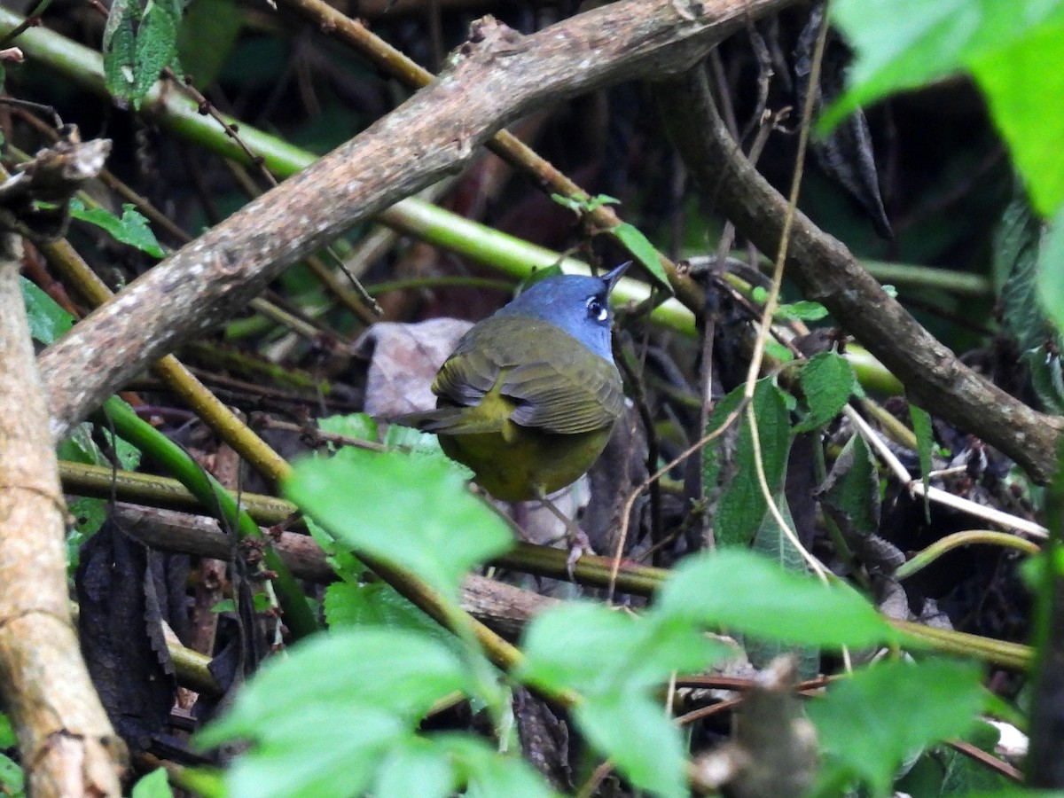 MacGillivray's Warbler - ML610606155