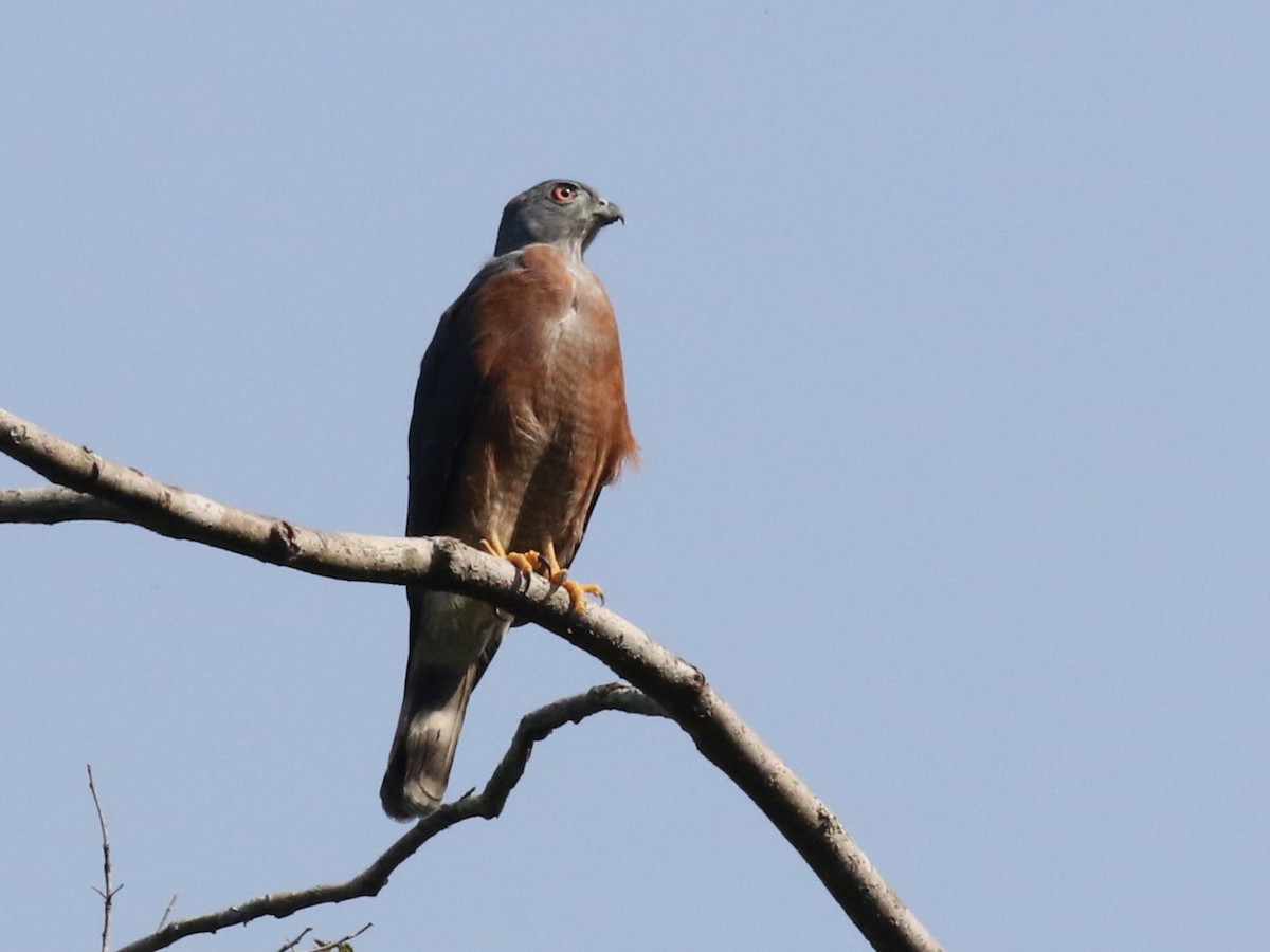 Double-toothed Kite - ML610606167