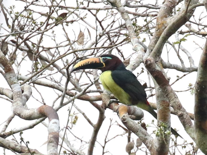 Lettered Aracari - ML610606173