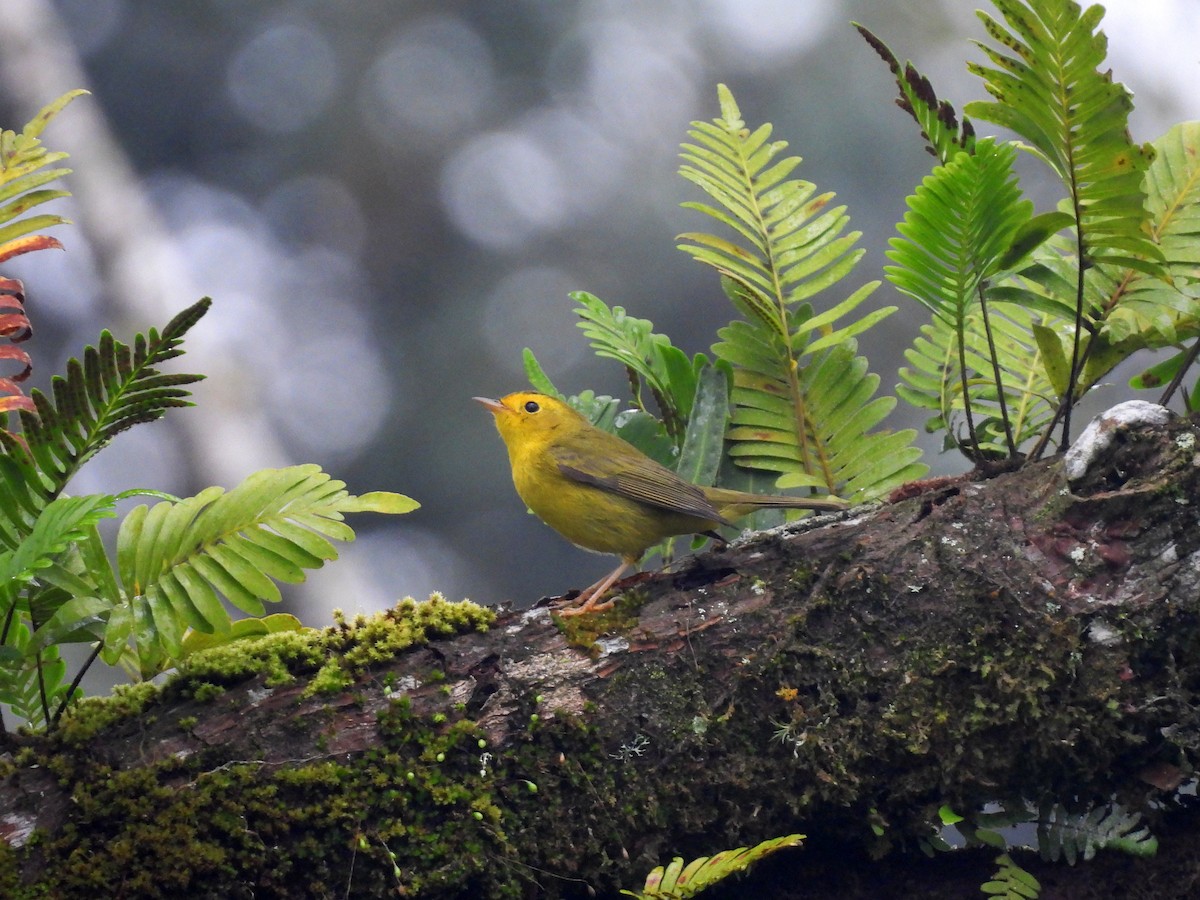 Wilson's Warbler - ML610606176