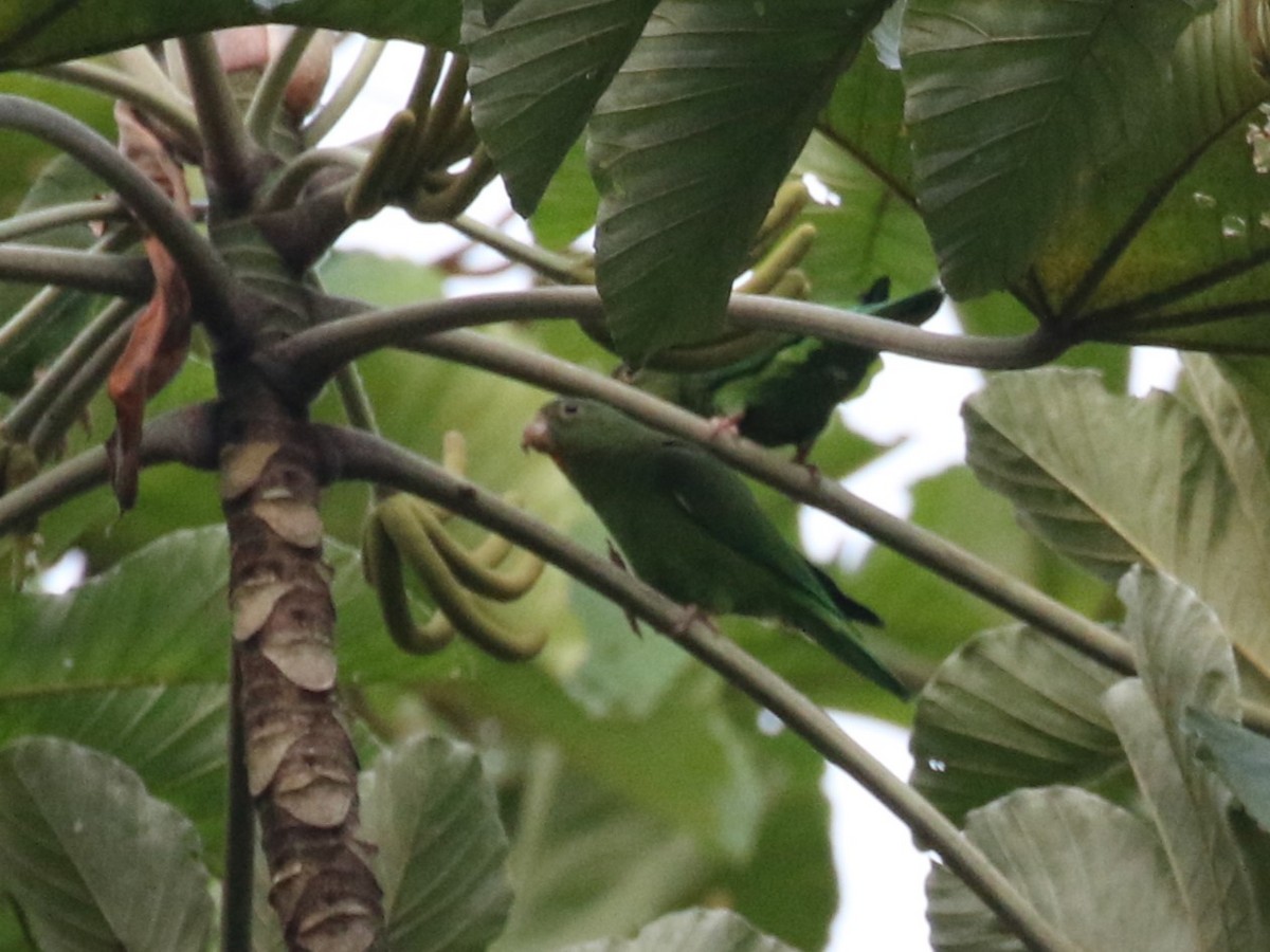 Riparian Parrotlet - ML610606178