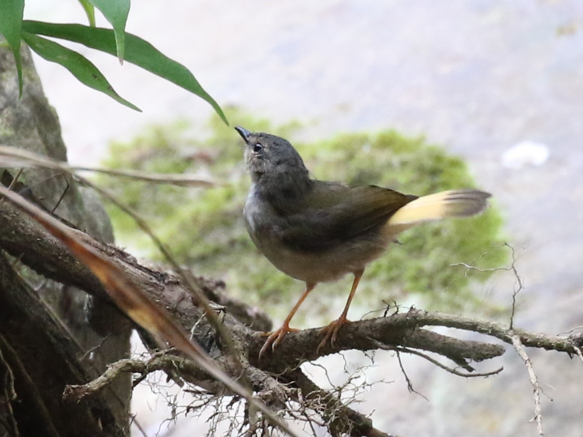 Buff-rumped Warbler - ML610606182