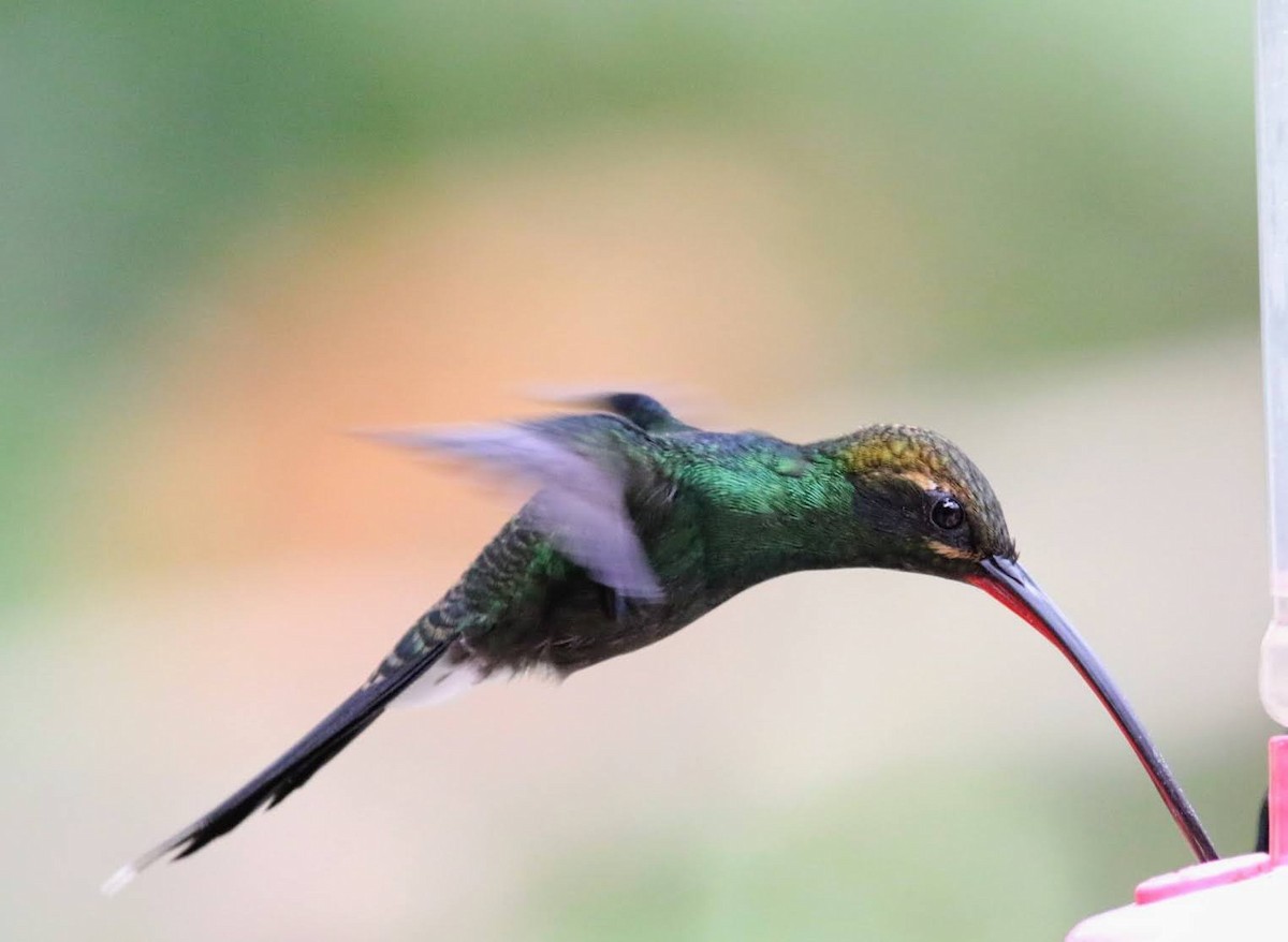 White-whiskered Hermit - ML610606283