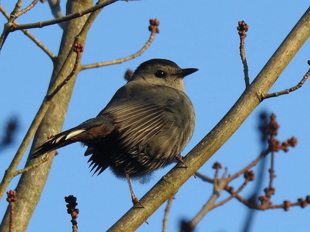 Gray Catbird - ML610606305