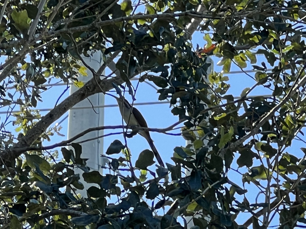 Kukutxo mokohoria - ML610606323