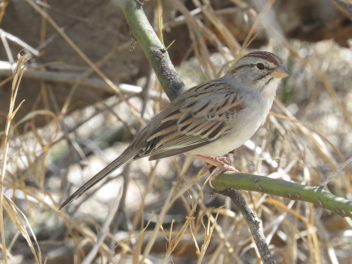 Rufous-winged Sparrow - Marilyn Castillo Muñoz (Kingfisher Birdwatching Nuevo León)