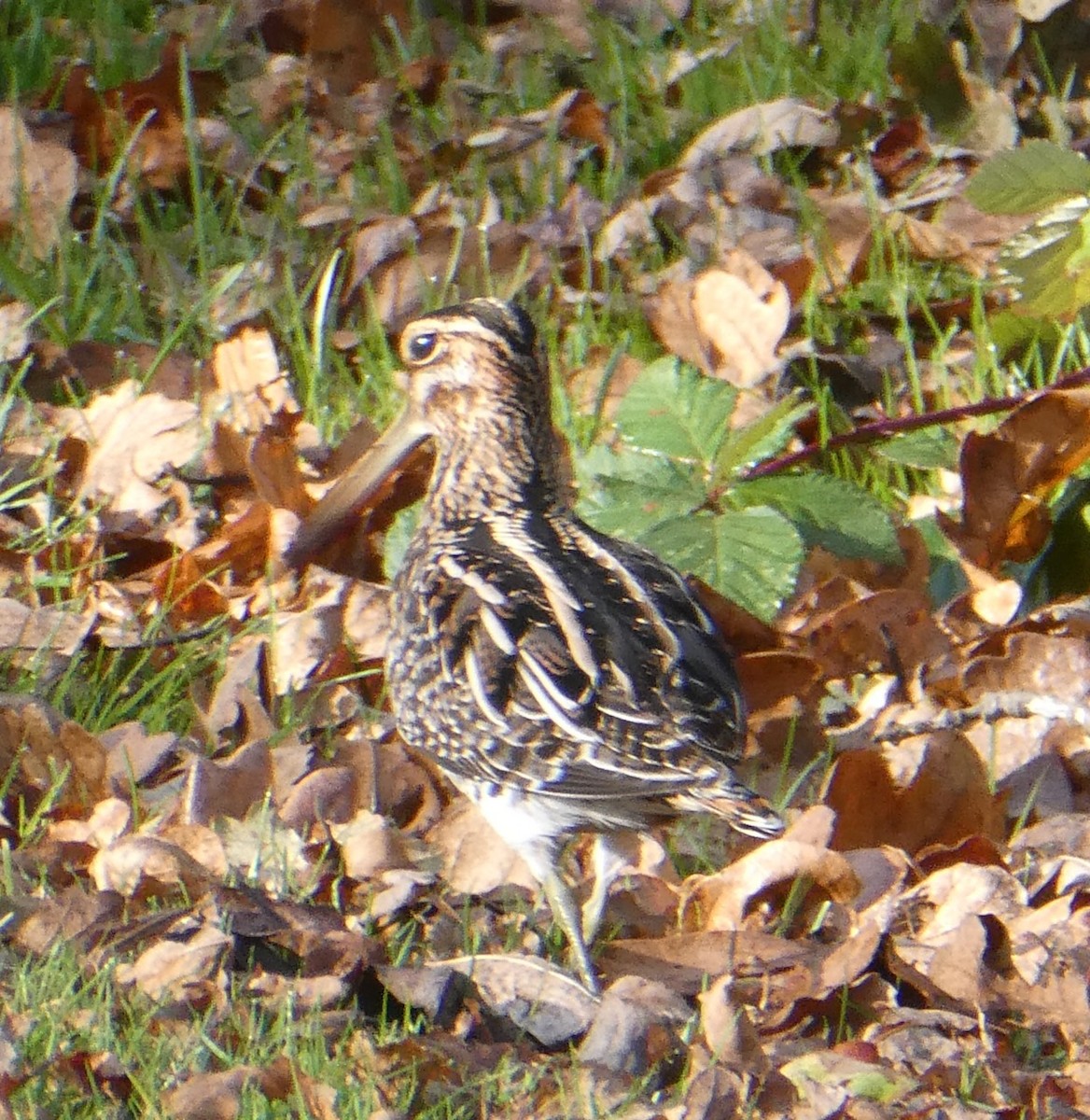 Wilson's Snipe - ML610606421