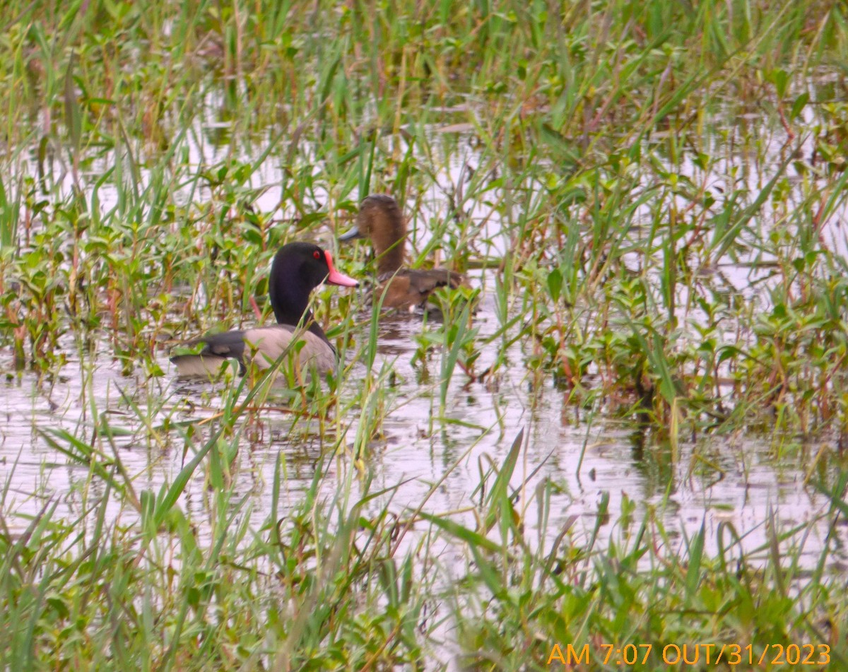 Rosy-billed Pochard - ML610606426