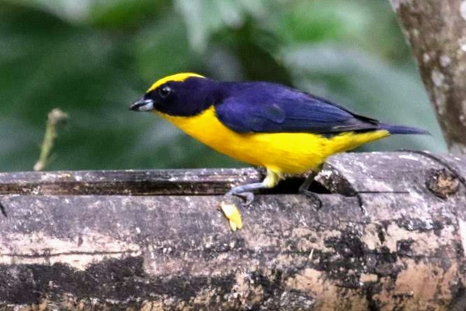 Thick-billed Euphonia - ML610606466