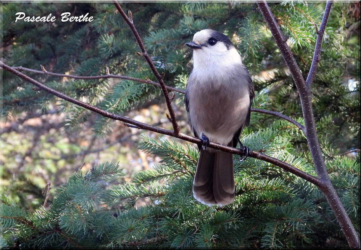 Mésangeai du Canada - ML610606502