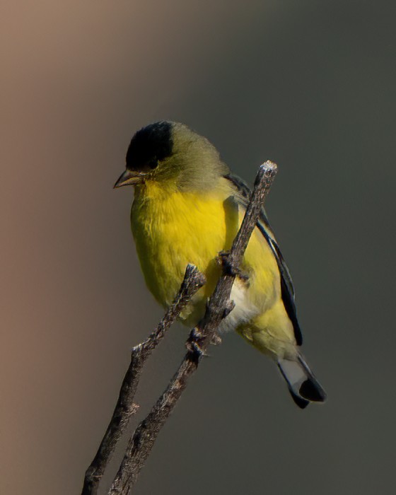 American Goldfinch - birdbrainerd Hodson