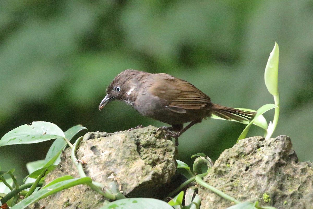 Nonggang Babbler - ML610606587