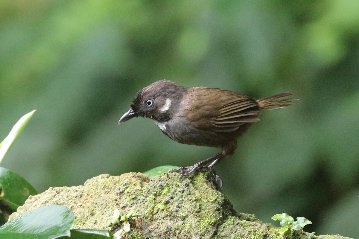 Nonggang Babbler - ML610606588