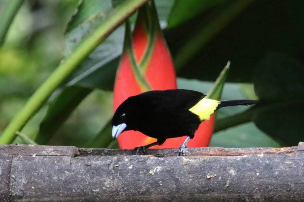 Flame-rumped Tanager - ML610606601