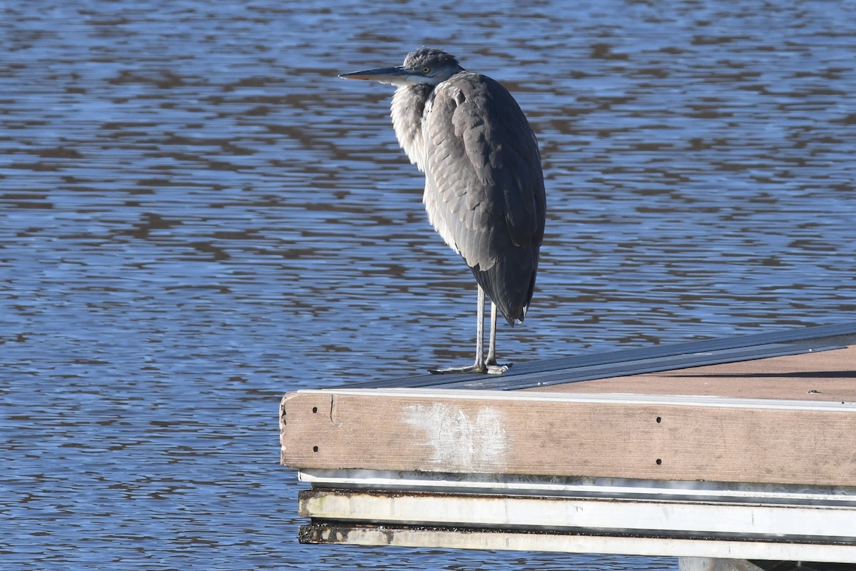 Great Blue Heron - Maha Katnani