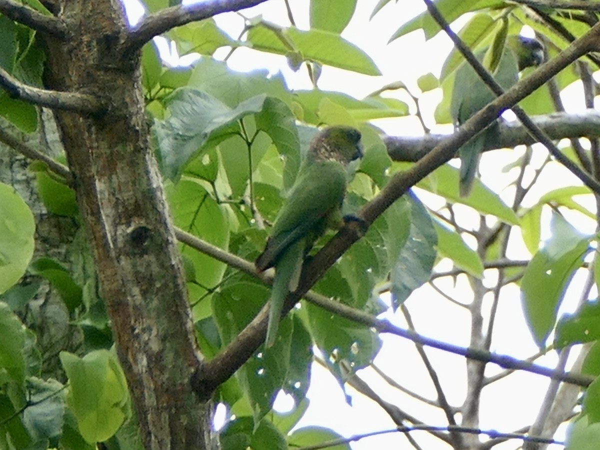 Black-capped Parakeet - ML610606667