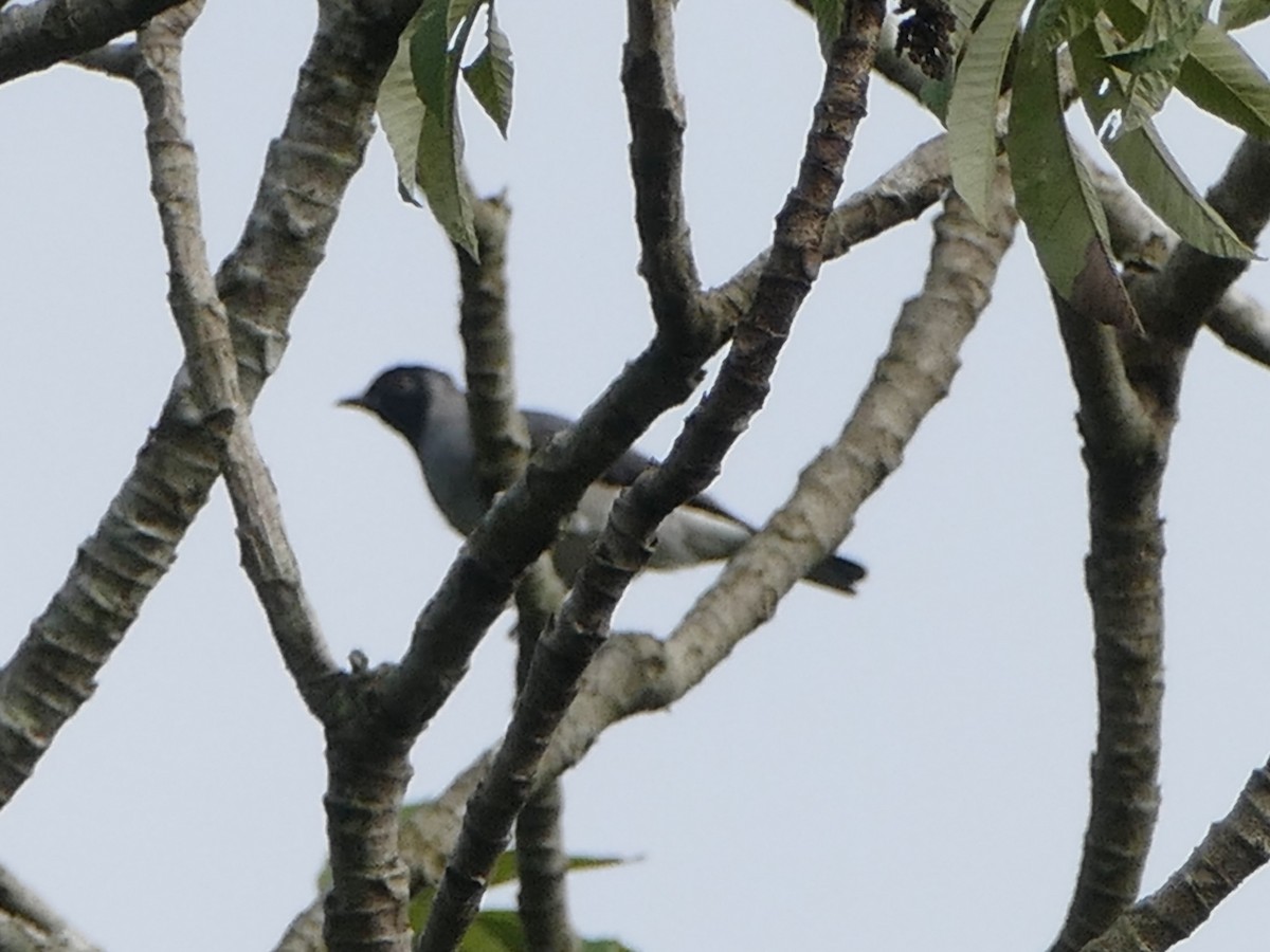 Black-faced Cotinga - ML610606688