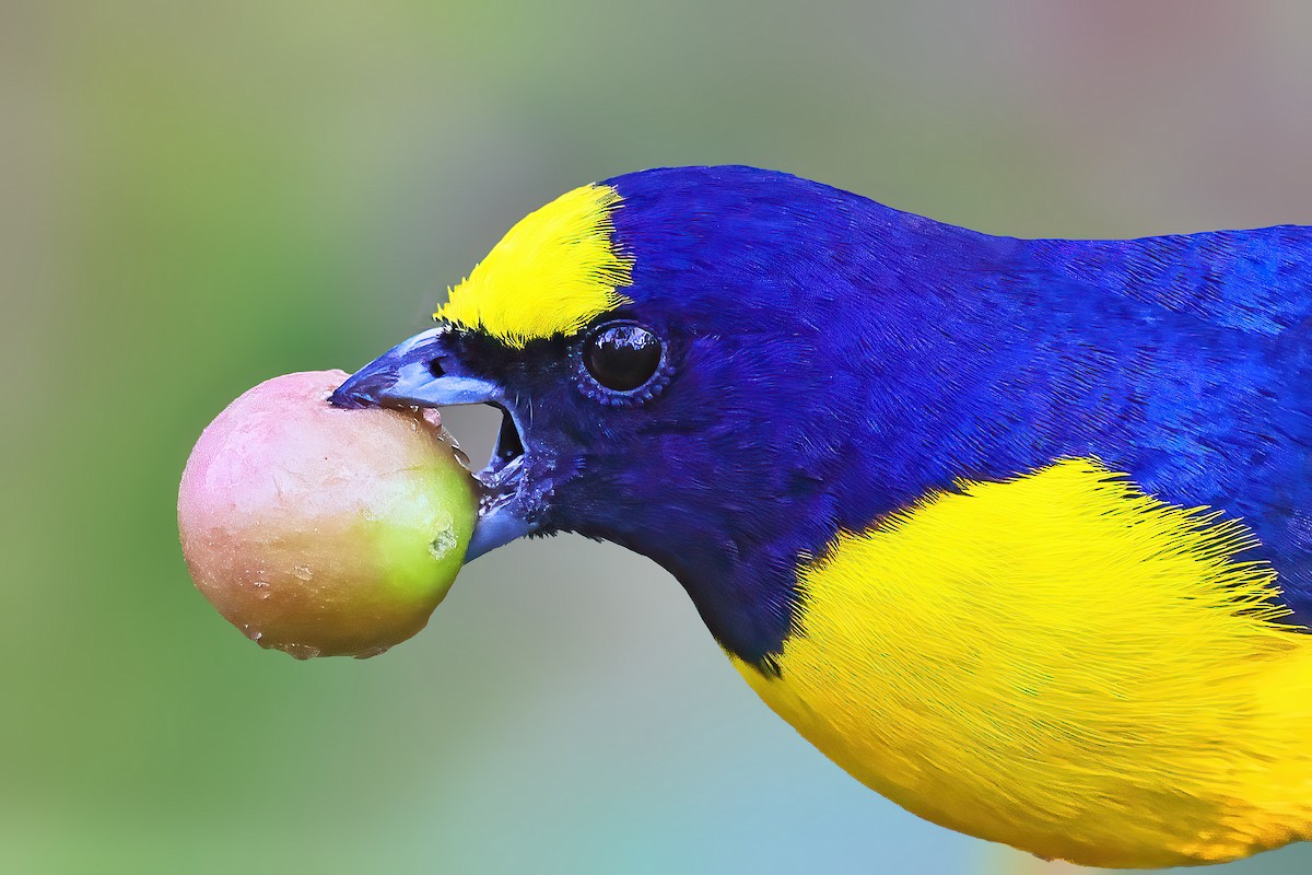 West Mexican Euphonia - Greg Homel