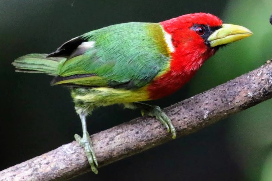 Red-headed Barbet - ML610606733