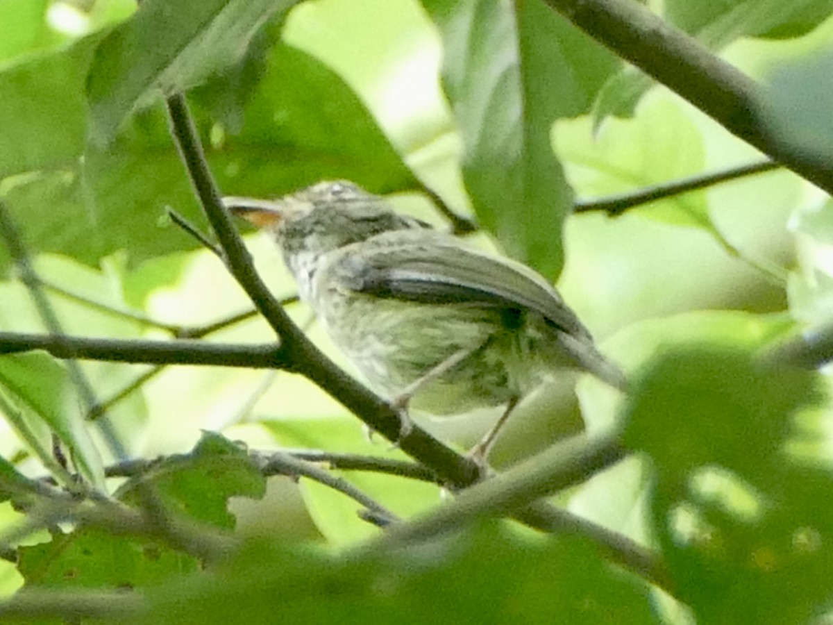 Long-crested Pygmy-Tyrant - ML610606743