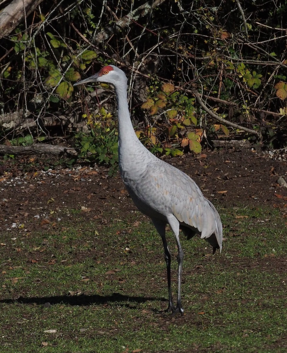 Grulla Canadiense - ML610606763